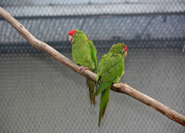 Parrots Sit Branches Have Fun — ストック写真