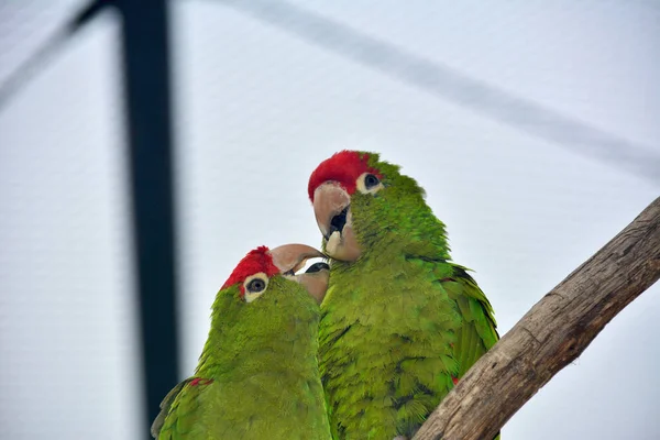 Parrots Sit Branches Have Fun — Stock Photo, Image