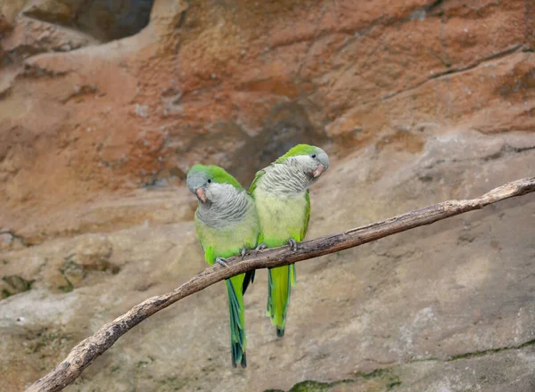 Parrots Sit Branches Have Fun — 图库照片