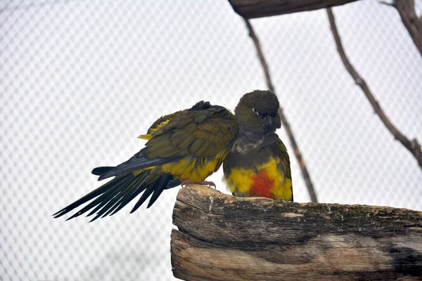 Parrots Sit Branches Have Fun — Foto Stock