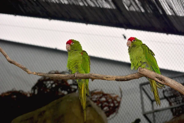 Parrots Sit Branches Have Fun — Zdjęcie stockowe