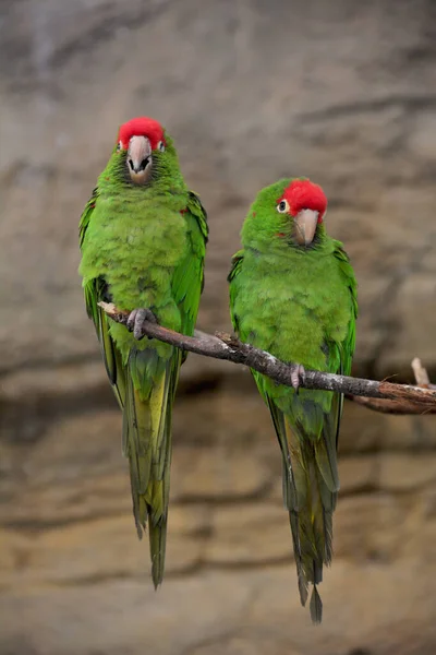 Parrots Sit Branches Have Fun — Photo