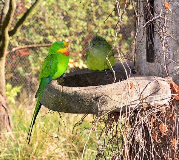 Parrots Sit Branches Have Fun — Stock fotografie