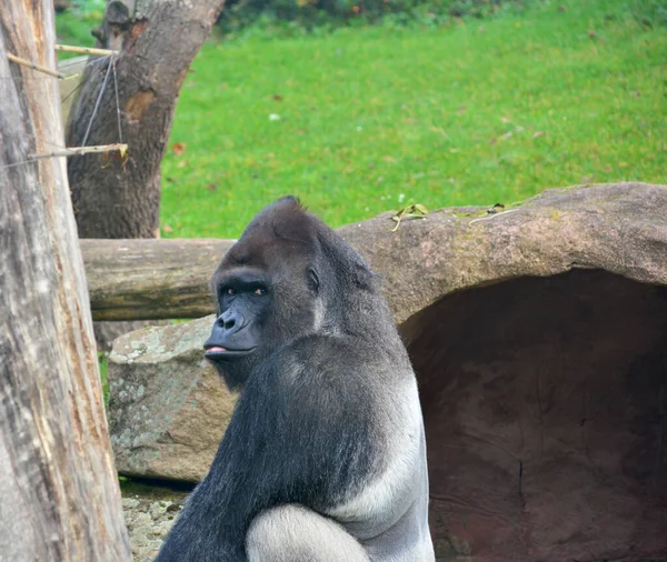 Powerful Gorilla Close Stock Photo — Stok fotoğraf
