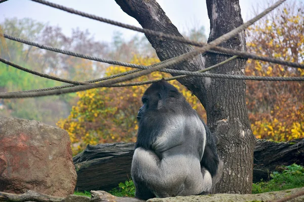 Mata Gorila Gorilla Close Gorilla Lihat Dunia Binatang — Stok Foto