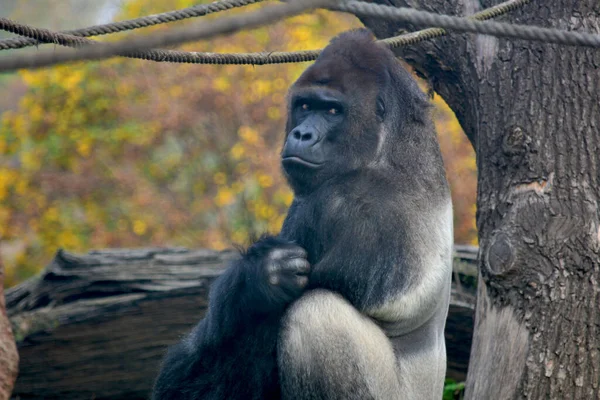 Gorillaögon Gorilla Närbild Gorillablick — Stockfoto