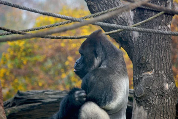 Powerful Gorilla Close Stock Photo — Photo