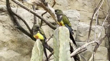 Beautiful parrots. Parrots sit on branches and have fun. Relaxing stock video footage.