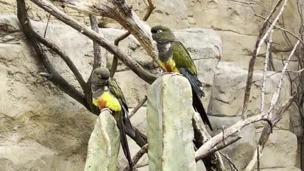Beautiful Parrots Parrots Sit Branches Have Fun Relaxing Stock Video — Stock Video