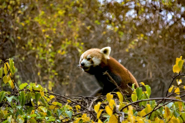 Güzel kırmızı panda. Hayvanların dünyası.