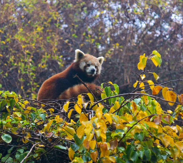 Beau Panda Rouge Monde Des Animaux — Photo