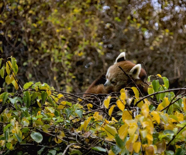 Красивая Красная Панда Мир Животных — стоковое фото