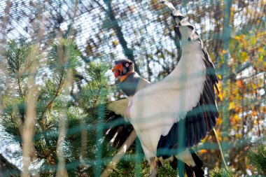 Kral akbaba. Hayvanların dünyası.