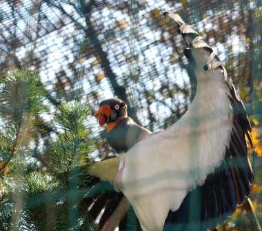 Kral akbaba. Hayvanların dünyası.