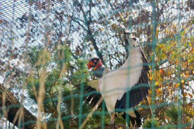 Kral akbaba. Hayvanların dünyası.