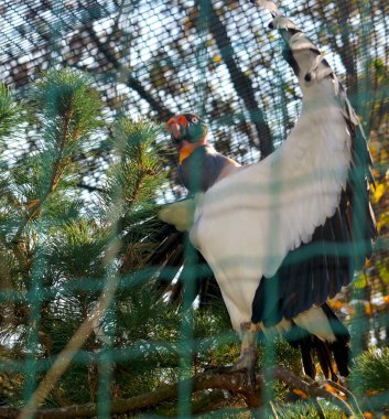 Kral akbaba. Hayvanların dünyası.