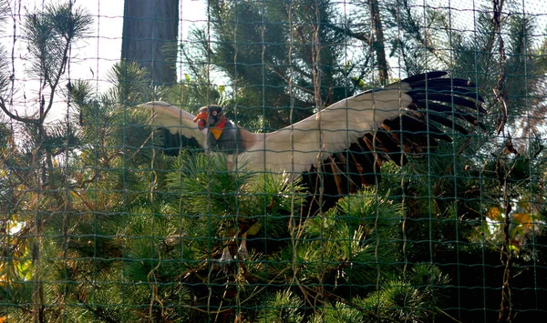 Avvoltoio Mondo Degli Animali — Foto Stock