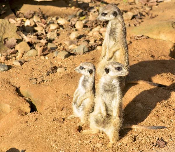 Beautiful Meerkat Large Family Meerkats Always Happy Everyone — Stock Photo, Image