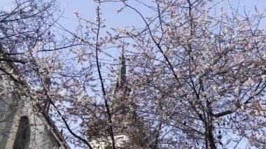 Sadece tapınağın arka planında ve mavi gökyüzünde çiçek açan sakura. Bir kiraz çiçeği. Güzel sakura. Arzuların yerine getirilmesi için zenginliğin ve mutluluğun sembolleri. Harika pembe bir renk. Refah ve başarı için ilham. 4K.