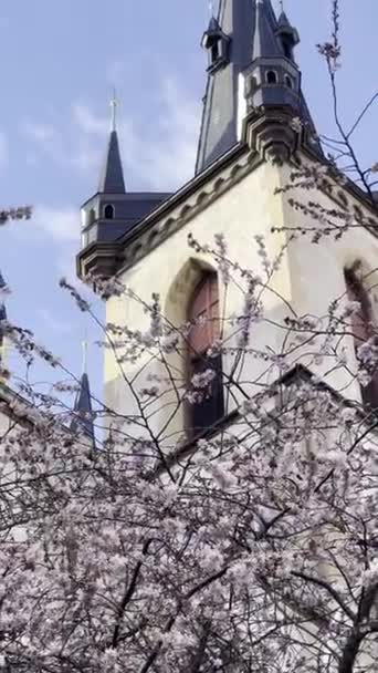 Blossoming Sakura Background Temple Blue Sky Cherry Blossom Vertical Video — Vídeo de Stock
