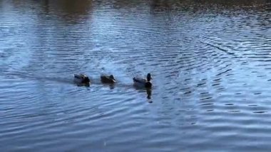 A group of wonderful ducks swims in beautiful water. Delightful ducks joyfully and with pleasure spend their time in the water. Relaxing stock video footage. 4K.