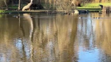 A group of wonderful ducks swims in beautiful water. Delightful ducks joyfully and with pleasure spend their time in the water. Relaxing stock video footage. 4K.