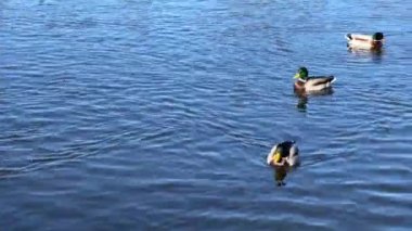 A group of wonderful ducks swims in beautiful water. Delightful ducks joyfully and with pleasure spend their time in the water. Relaxing stock video footage. 4K.