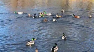 A group of wonderful ducks swims in beautiful water. Delightful ducks joyfully and with pleasure spend their time in the water. Relaxing stock video footage. 4K.