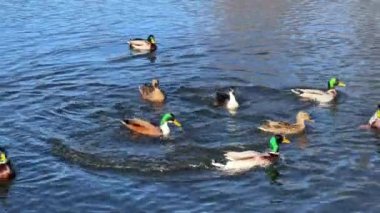A group of wonderful ducks swims in beautiful water. Delightful ducks joyfully and with pleasure spend their time in the water. Relaxing stock video footage. 4K. 