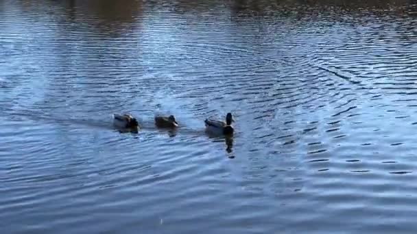 Група Чудових Качок Плаває Прекрасній Воді Чудові Качки Радісно Задоволенням — стокове відео