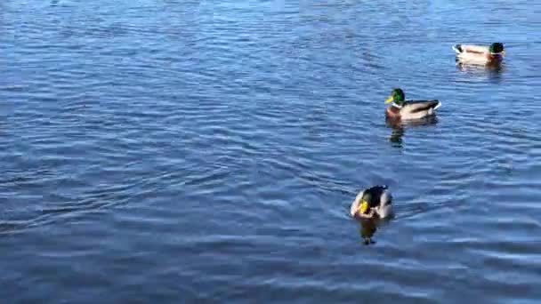 Group Wonderful Ducks Swims Beautiful Water Delightful Ducks Joyfully Pleasure — Vídeo de Stock