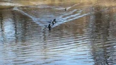 A group of wonderful ducks swims in beautiful water. Delightful ducks joyfully and with pleasure spend their time in the water. Relaxing stock video footage. 4K. 
