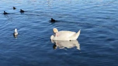 Charmingly beautiful white swans, seagulls and ducks swim together in beautiful water. Delightful swans, gulls and ducks joyfully and with pleasure spend their time in the water. Relaxing stock video footage. 4K.