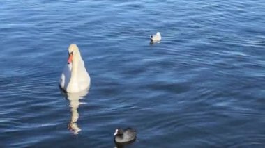 Charmingly beautiful white swans, seagulls and ducks swim together in beautiful water. Delightful swans, gulls and ducks joyfully and with pleasure spend their time in the water. Relaxing stock video footage. 4K.