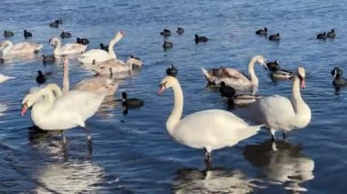 Charmingly beautiful white swans, seagulls and ducks swim together in beautiful water. Delightful swans, gulls and ducks joyfully and with pleasure spend their time in the water. Relaxing stock video footage. 4K.