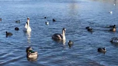 Charmingly beautiful white swans, seagulls and ducks swim together in beautiful water. Delightful swans, gulls and ducks joyfully and with pleasure spend their time in the water. Relaxing stock video footage. 4K.