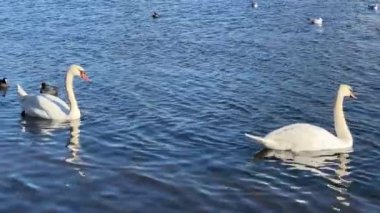 Charmingly beautiful white swans, seagulls and ducks swim together in beautiful water. Delightful swans, gulls and ducks joyfully and with pleasure spend their time in the water. Relaxing stock video footage. 4K.