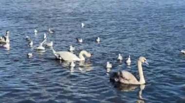 Charmingly beautiful white swans, seagulls and ducks swim together in beautiful water. Delightful swans, gulls and ducks joyfully and with pleasure spend their time in the water. Relaxing stock video footage. 4K.