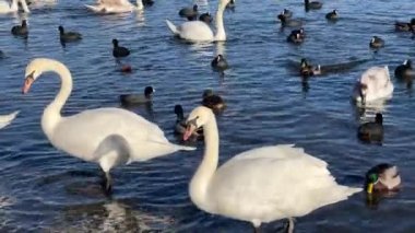 Charmingly beautiful white swans, seagulls and ducks swim together in beautiful water. Delightful swans, gulls and ducks joyfully and with pleasure spend their time in the water. Relaxing stock video footage. 4K.
