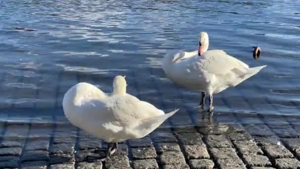 Two Magnificent White Swans Shore Pond Sunny Weather Relaxing Stock — Vídeo de Stock