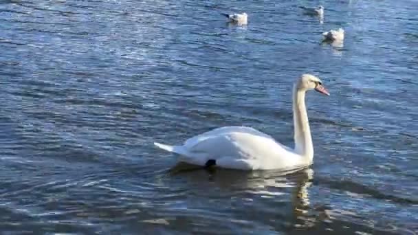 美しい青い水の中で魅力的な白い白鳥の水泳 カモメに囲まれた豪華な白い白鳥の水泳 ストックビデオの映像をリラックスさせます — ストック動画