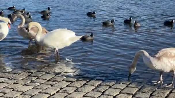 Charmingly Beautiful White Swans Seagulls Ducks Swim Together Beautiful Water — Vídeo de Stock