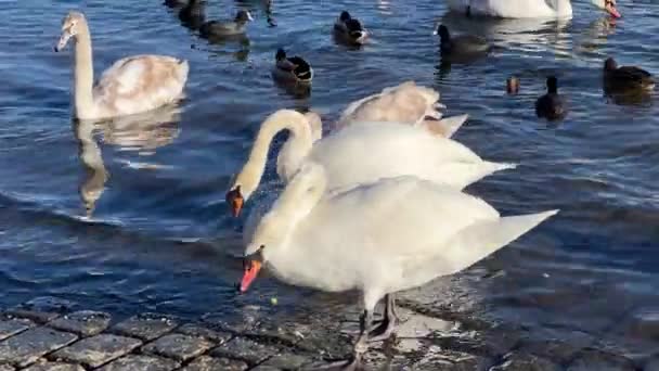 Charmingly Beautiful White Swans Seagulls Ducks Swim Together Beautiful Water — Vídeo de stock