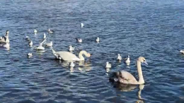 Charmingly Beautiful White Swans Seagulls Ducks Swim Together Beautiful Water — Stockvideo