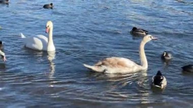 Charmingly beautiful white swans, seagulls and ducks swim together in beautiful water. Delightful swans, gulls and ducks joyfully and with pleasure spend their time in the water. Relaxing stock video footage. 4K. 