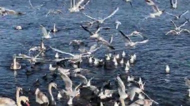 Seagulls soar over the water. A large number of gulls, swans and ducks gathered together for a meal. Swans, gulls and ducks happily spend time in the water. Relaxing stock video footage. 4K. 