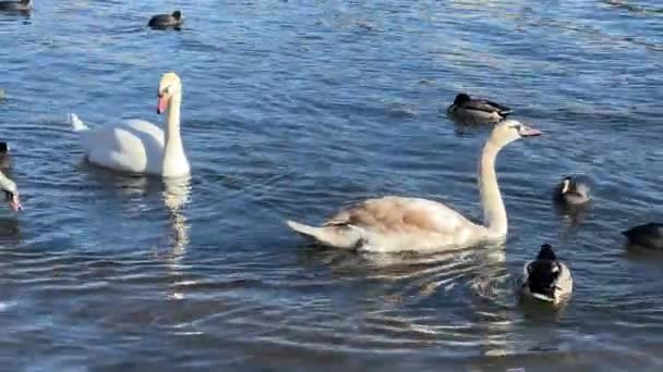 Чарівні Красиві Білі Лебеді Чайки Качки Пливуть Разом Красивій Воді — стокове відео