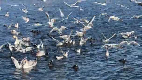 Seagulls Soar Water Large Number Gulls Swans Ducks Gathered Together — Stockvideo