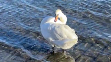 A luxurious white swan on the background of wonderful clear water. Relaxing stock video footage. 4K.