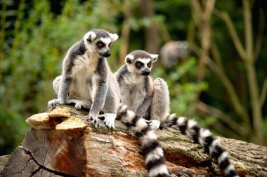 Two wonderful lemurs with luxurious tails. The thoughtful and intense gaze of a beautiful lemur. 